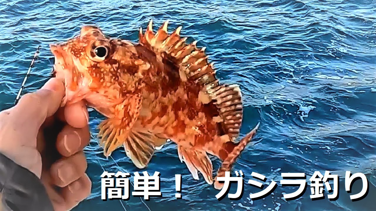 美味しいガシラが入れ食い！初心者でも簡単。船ガシラ釣りの魅力とは？