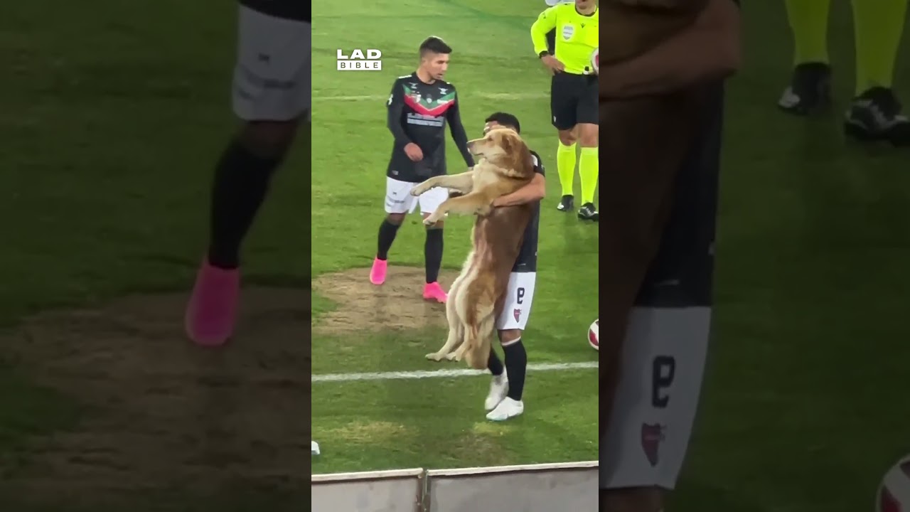 This dog really wanted to play football 🤣 (🎥: ViralHog)