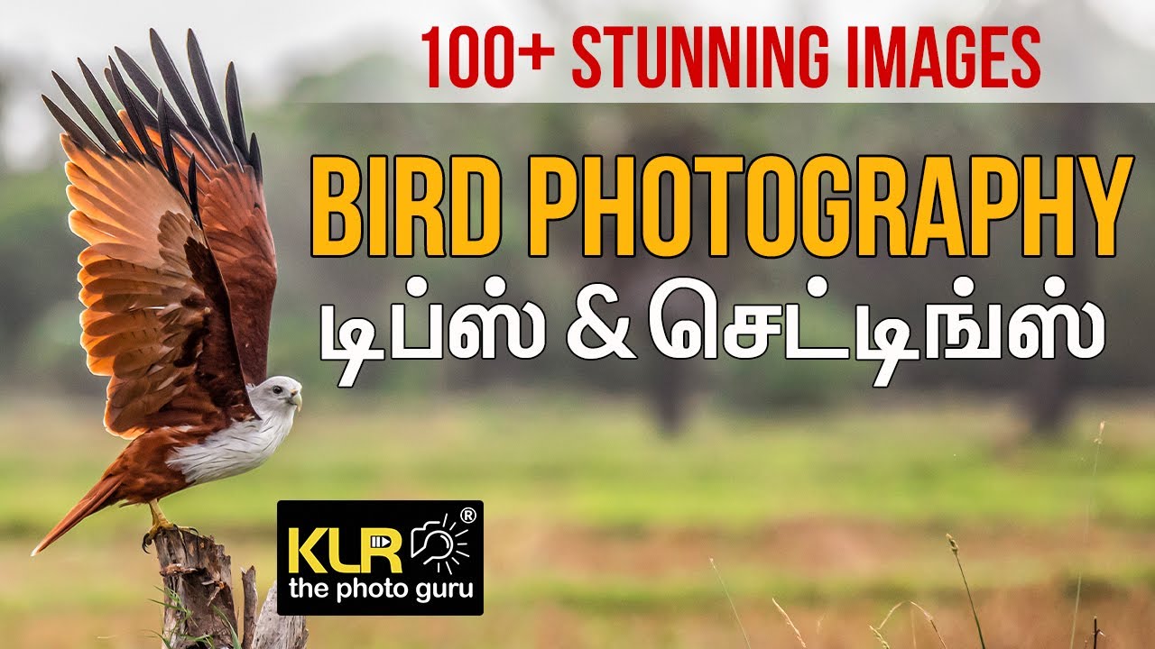 Bird Photography Tips and Settings