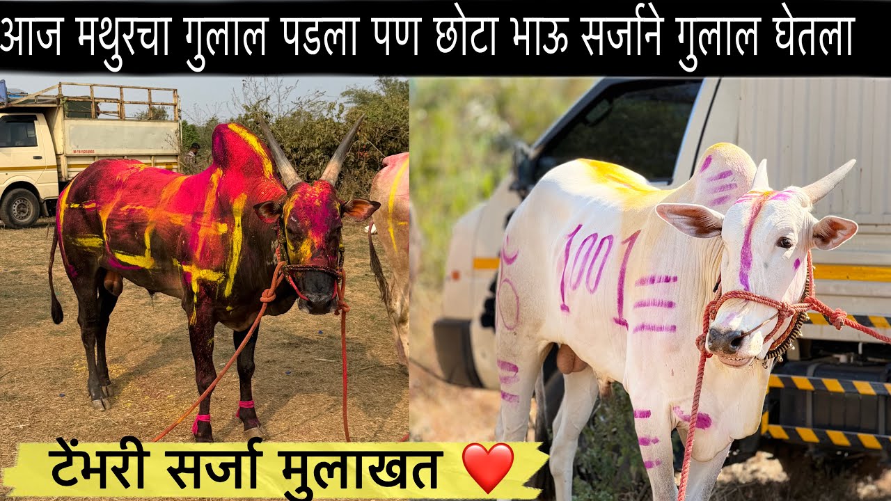 आज मथुरचा गुलाल पडला पण छोटा भाऊ सर्जाने गुलाल घेतला
