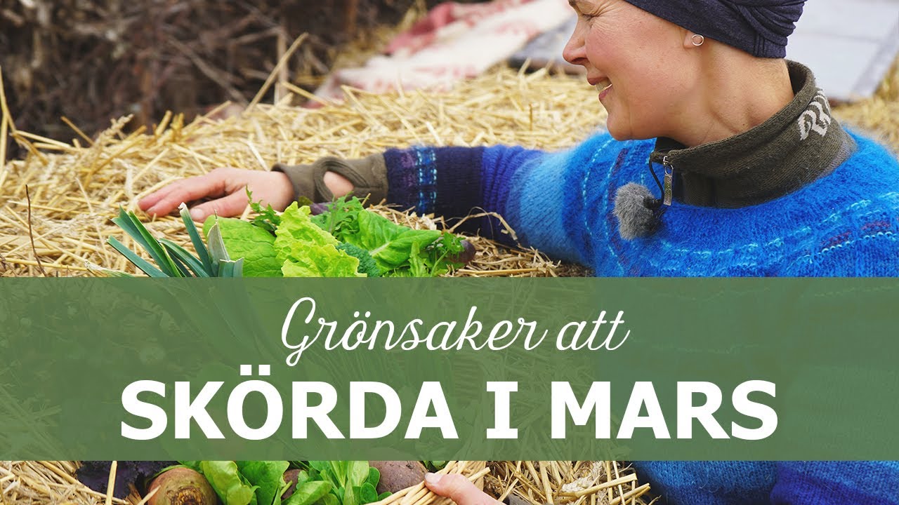 Grönsaker jag kan skörda i min trädgård i mars