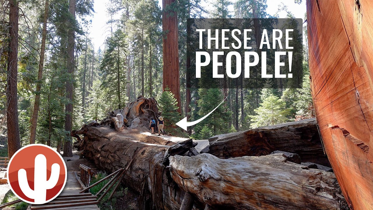 Trail of 100 Giants at Long Meadow Grove | Sequoia National Forest | California