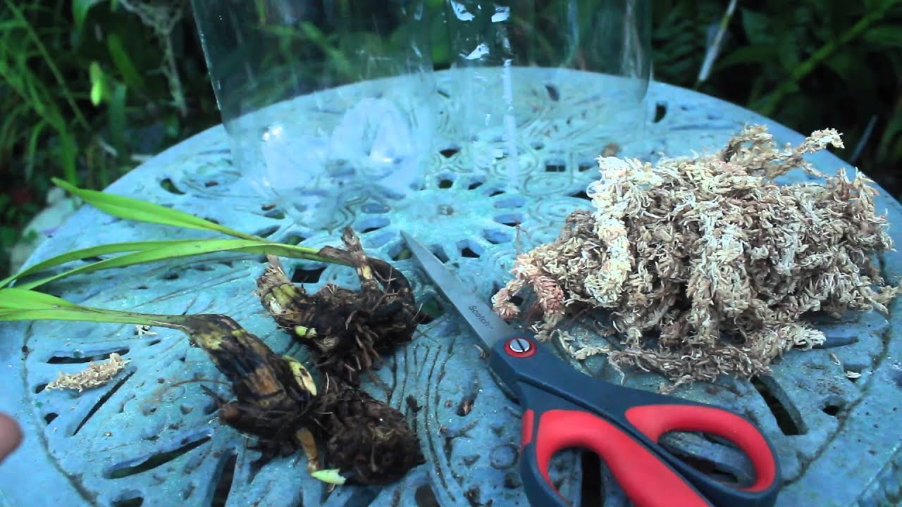 RESCUE & GROW ORCHID TERRARIUM - HOW TO MAKE