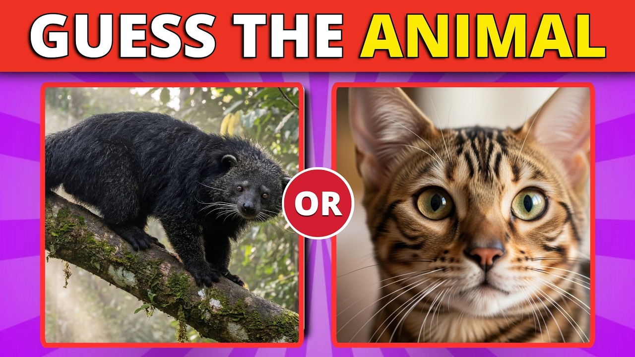 Guess the Animal | Weakest to Strongest Bite?