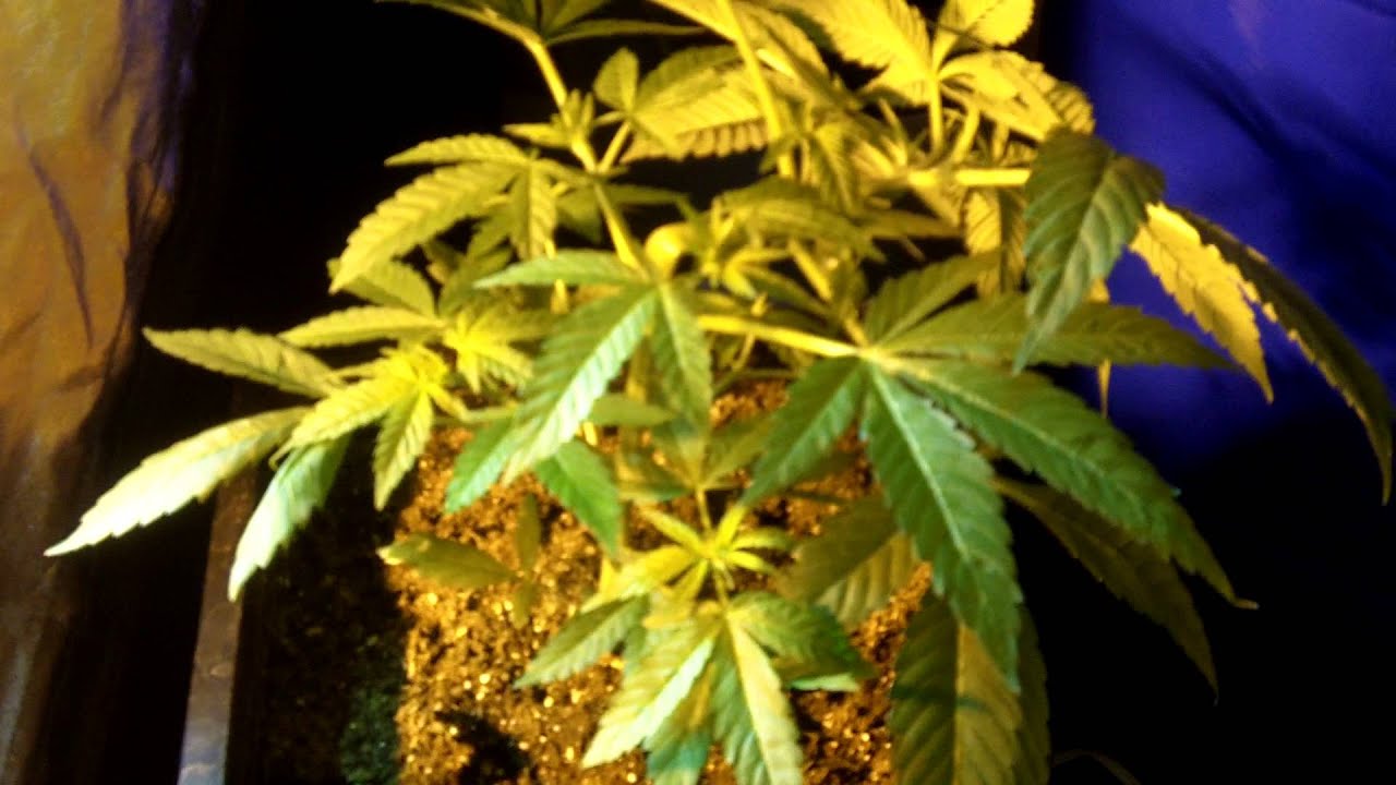 2014 how to top your plant for 50% more weight/yield super crop lst lollipop preflower
