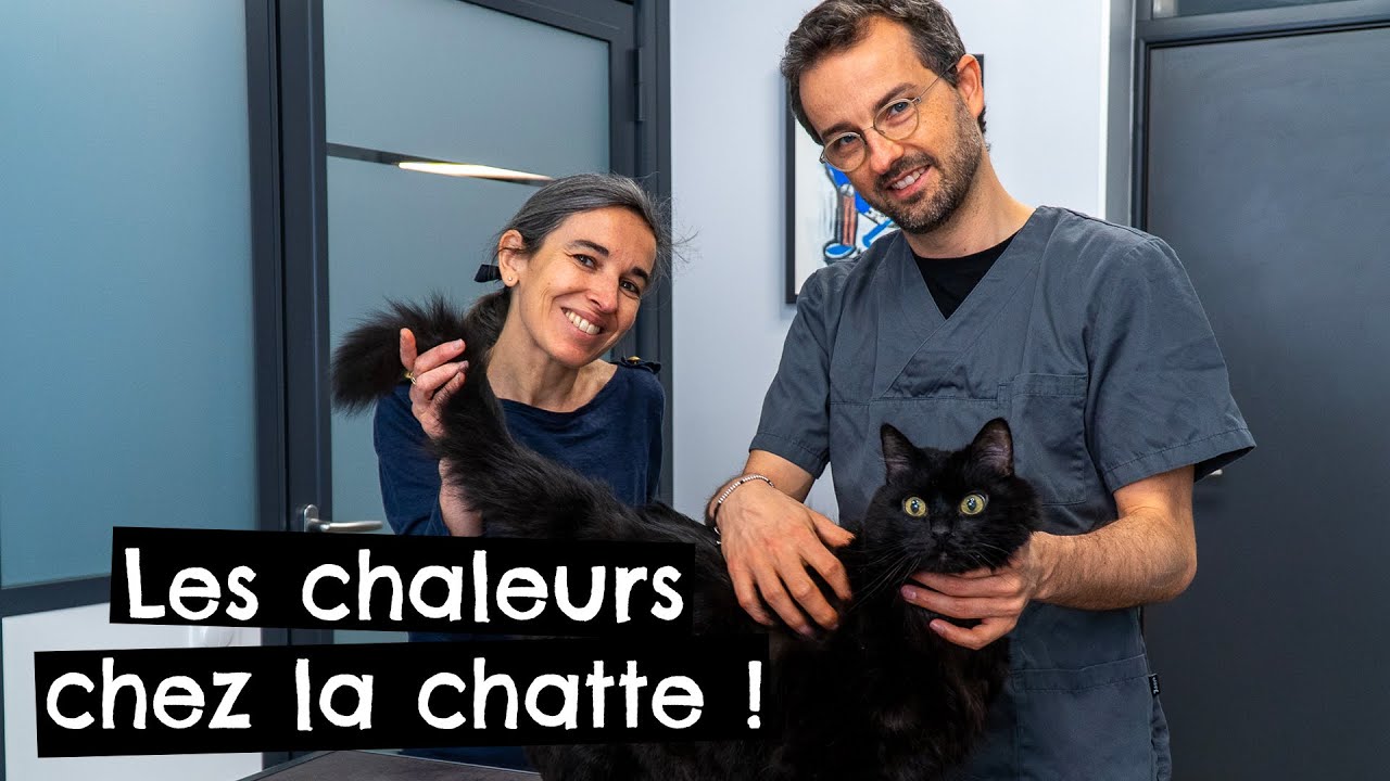 Les chaleurs chez la chatte ! 🐱