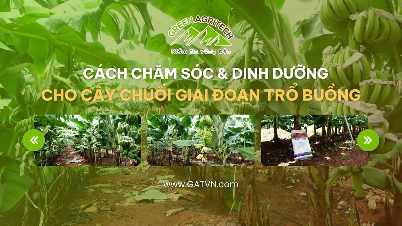 Cách chăm sóc & dinh dưỡng cho cây chuối giai đoạn nuôi trổ buồng | Green Agritech