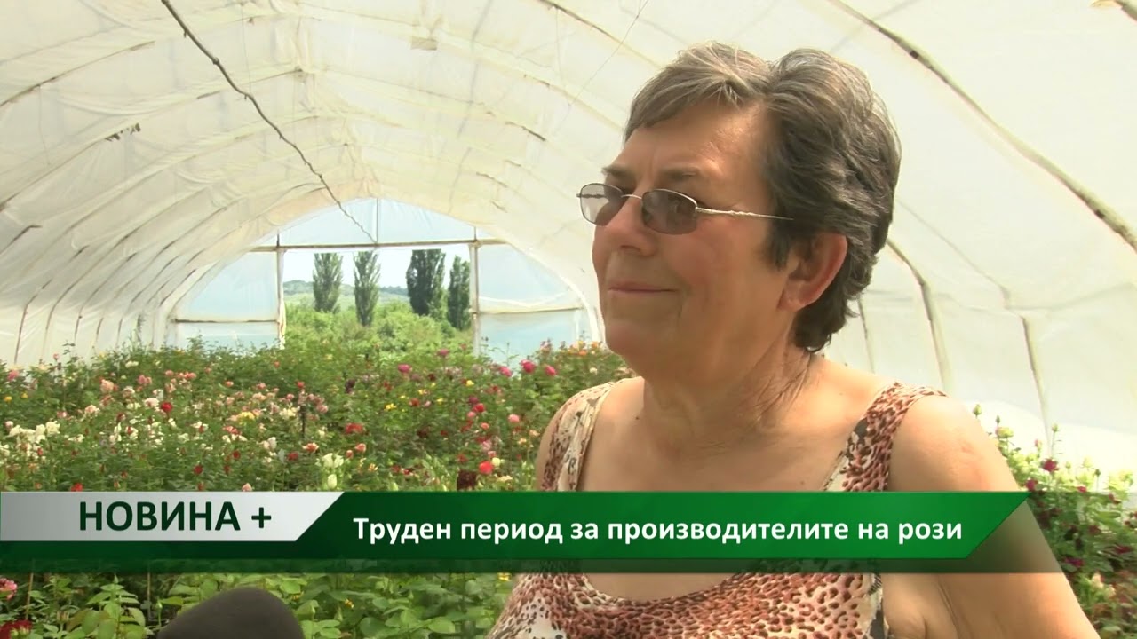 Новина плюс: Труден период за производителите на рози, автор: Ана Минева