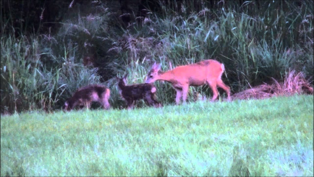 Deermother and Her Small Hartbreakers