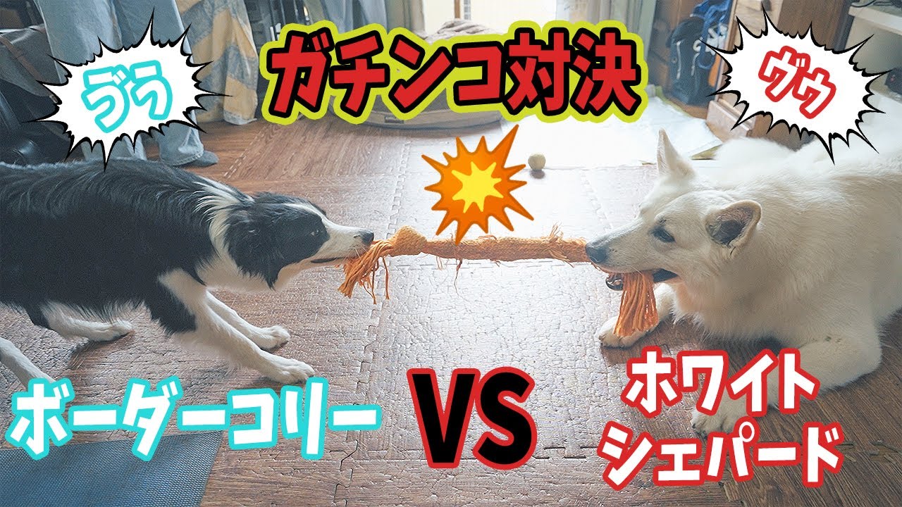 ついに ホワイトシェパード vs ボーダーコリー が勃発しました【力比べ】