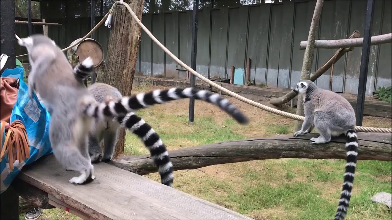 Zoo Veldhoven - Impressie