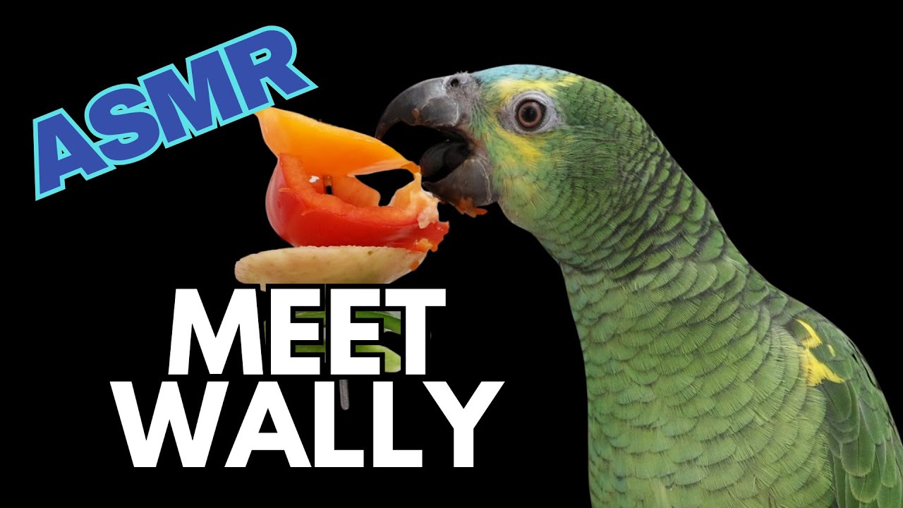 ASMR Parrot Eating 🦜Blue Fronted Amazon Wally 🦜 MENTAL RELEX 🧘🧘‍♀️🧘‍♂️