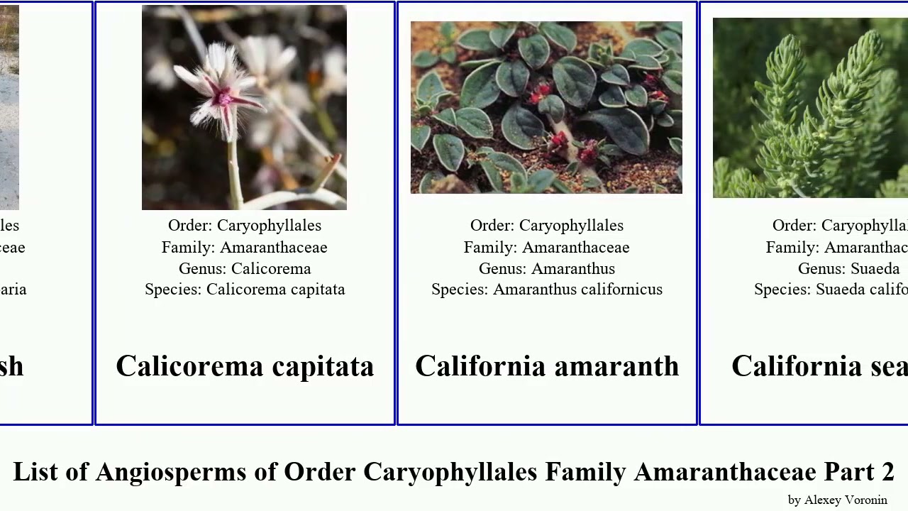 List of Angiosperms of Order Caryophyllales Family Amaranthaceae Part 2 atriplex saltbush celosia
