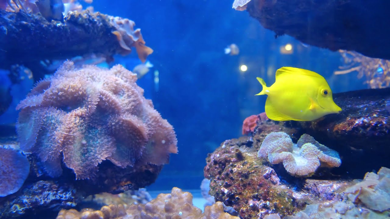[4K] Dive Into the Deep: Underwater Adventure