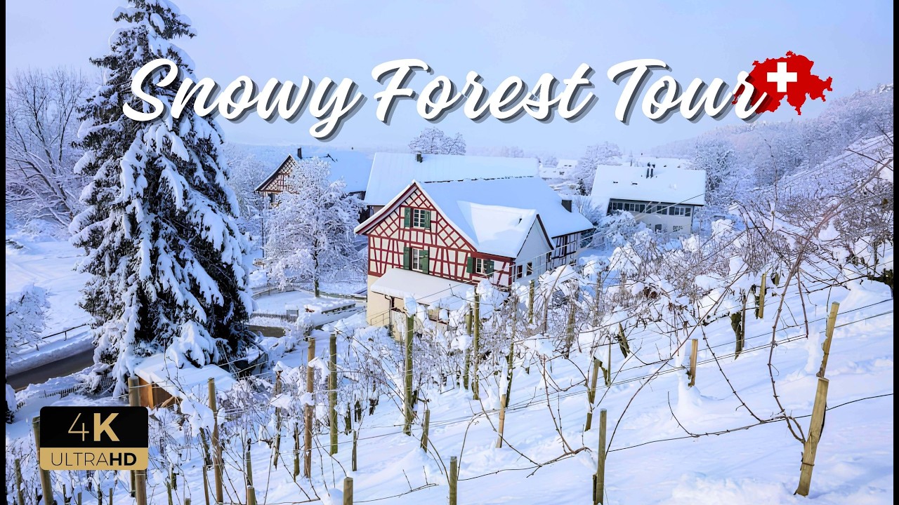 The Magic of a Silent Snowy Switzerland Forest |  Calm Winter Woods – Relaxing Nature Journey