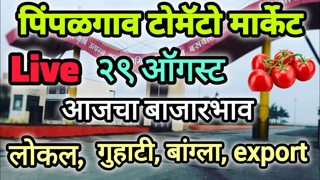 29|08|2026 पिंपळगाव टोमॅटो मार्केट | pimpalgaon baswant nashik tomato market rate #tomato #rate 