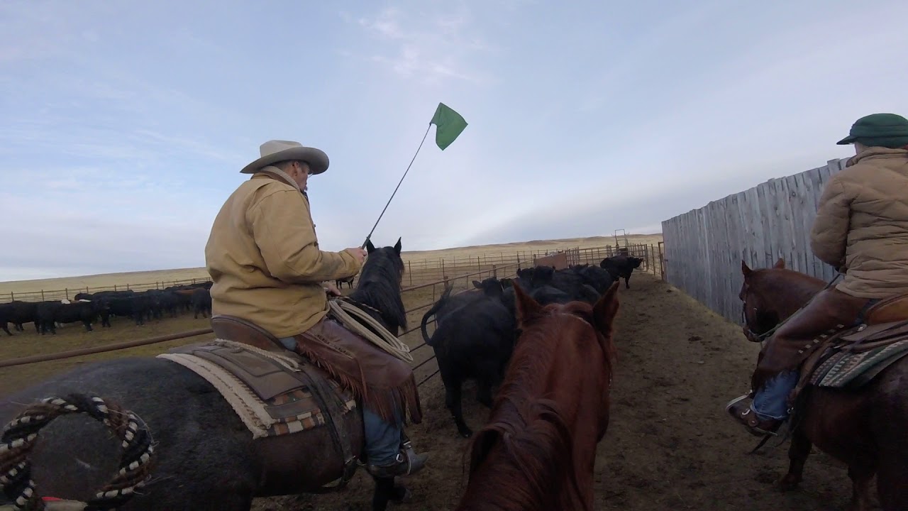 Pushing Cows To The 'Bud Box'
