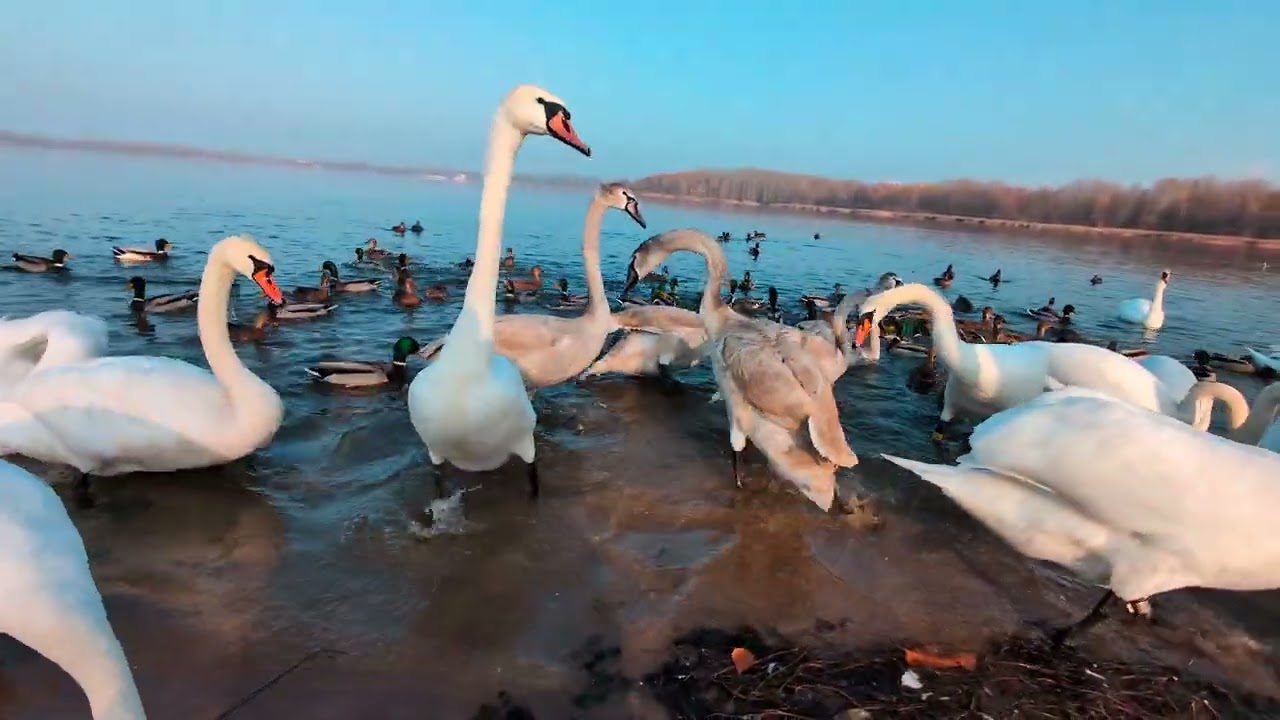 Dokarmianie ptaszków - Pogoria III #swans #ducks #birds (4k)