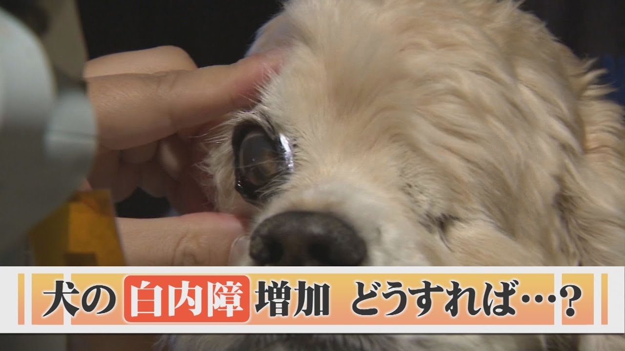 犬の白内障が増加…「いつまでも見える目で」飼い主にできることは？