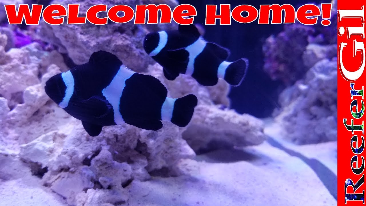 A Story About My ClownFish. Enjoy.