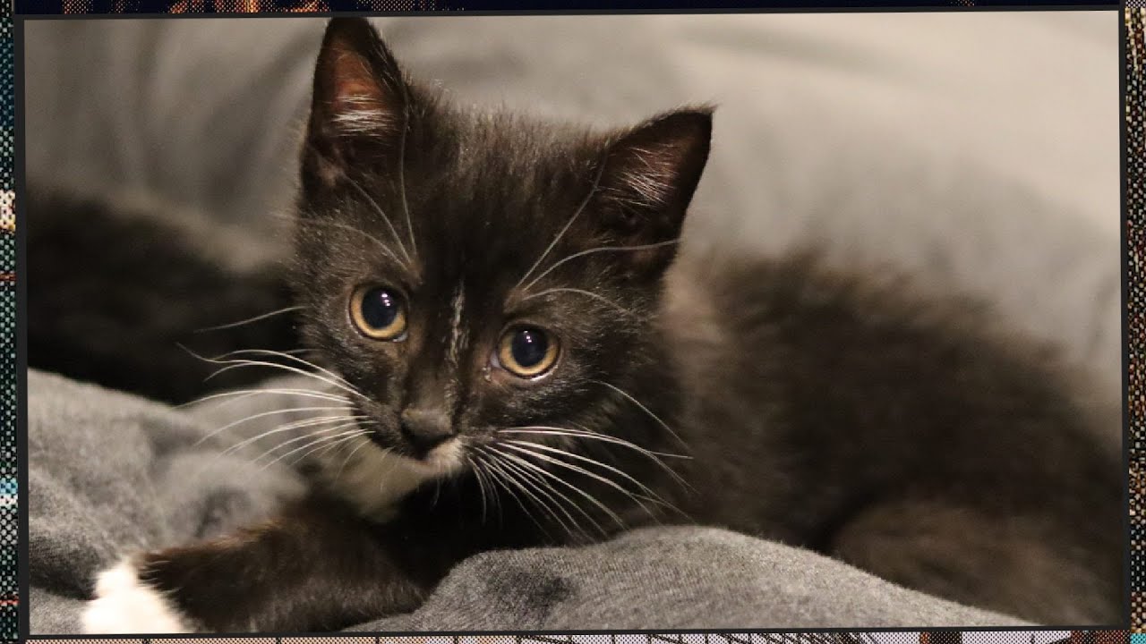 Foster Kitten Livestream - Nov 8, 2022 (S1E16)