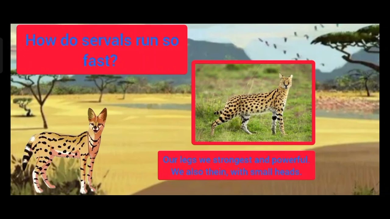Meet the Animals 196: Serval