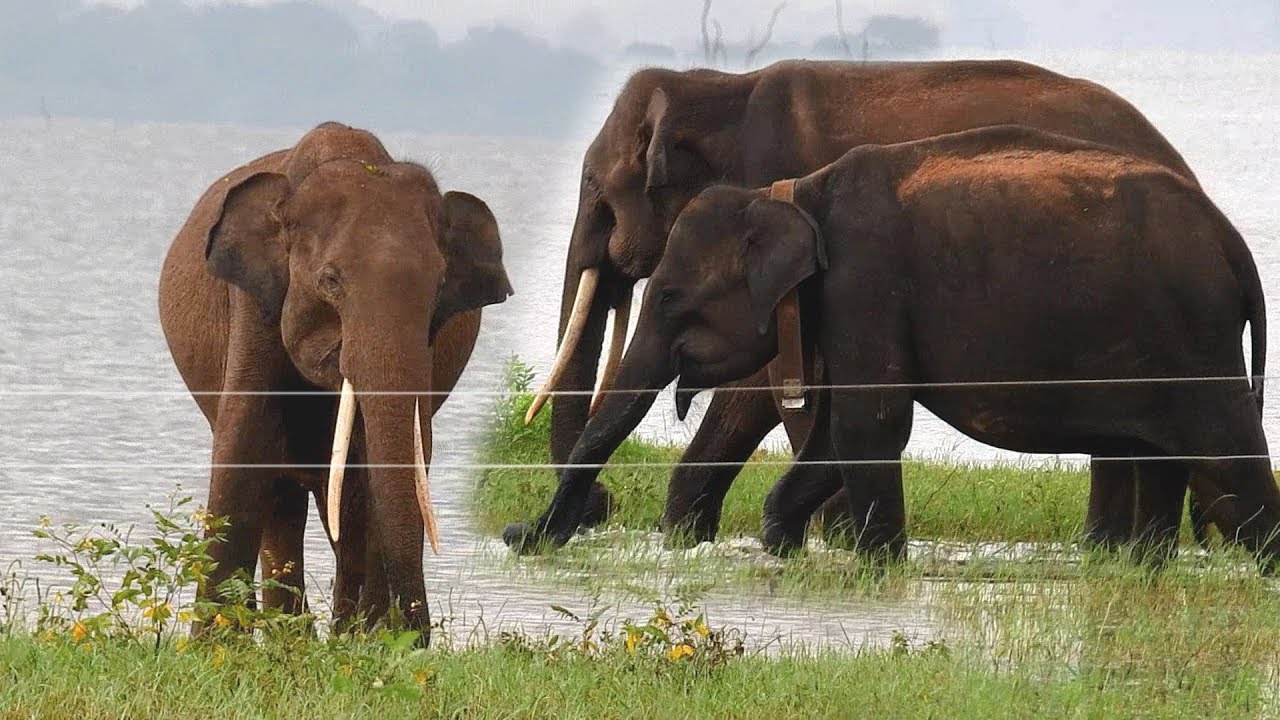 A beautiful Asian Tusker with a Herd !