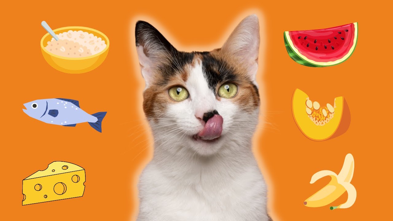 18 Human Foods Your Cat Can Safely Enjoy
