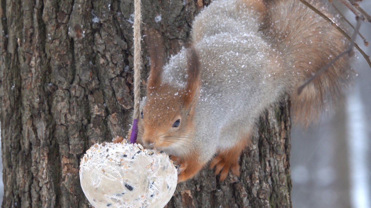 Сало для белки. Зарисовка / Fat for the squirrel. The sketch