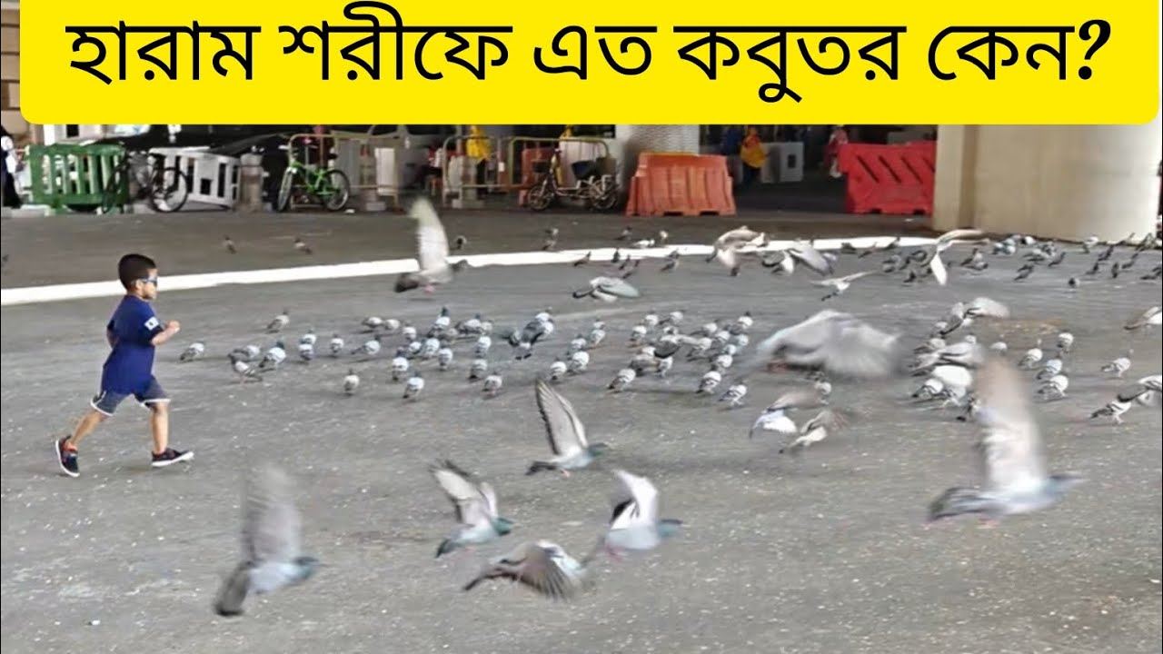 হারাম শরীফে ( মক্কা সৌদি আরবে)  এত কবুতর কেন?? #মক্কা #কবুতর #উমরাহ