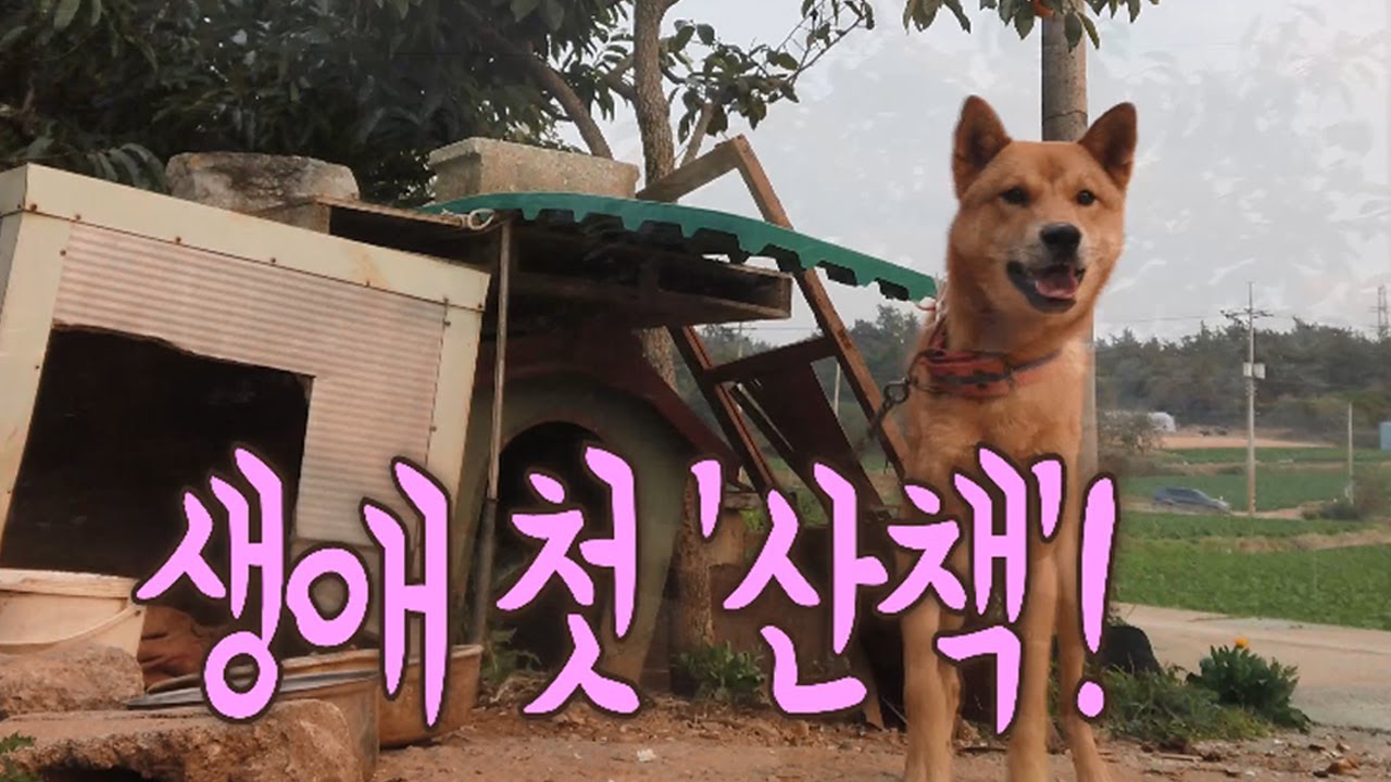 시골개, 난생 처음 산책 시켜 보았다. 명견 시고르자브종