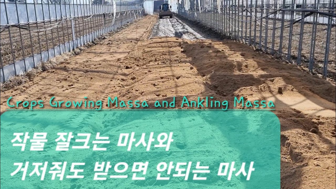 좋은 마사 않좋은 마사의 차이#The difference between good soil and bad soil#농사유튜브#농사정보통