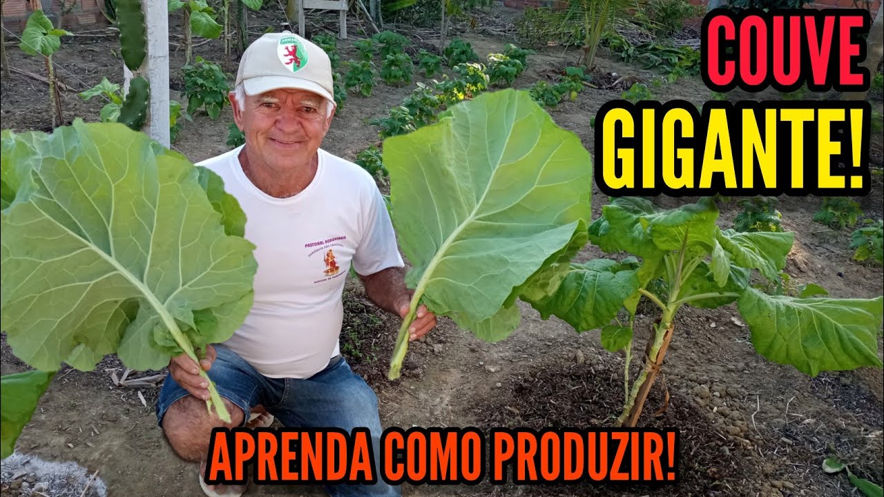 SUPER DICA PARA PRODUZIR PÉS DE COUVE, GIGANTE! (parte 2)