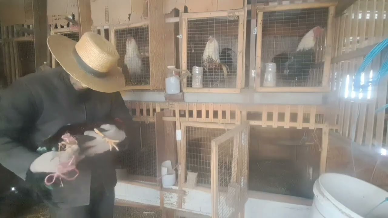 Life off  the Gridd: feeding  the Game chickens   enduring winters end