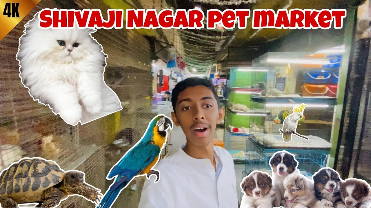 Bengaluru pet market|shivajinagar wet pets aquarium full detailed video|cheapest pets,fishes & birds