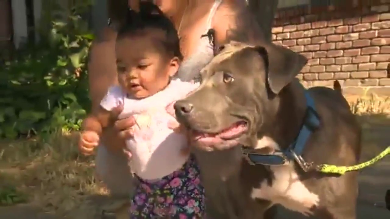 Hero Pit Bull Rescues Baby from Fire