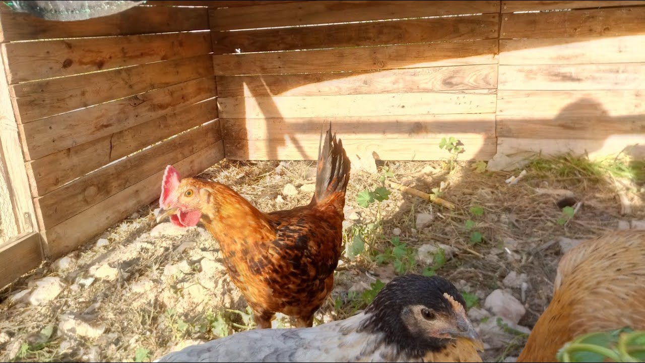 Mini Pollos (no crecen m&aacute;s)