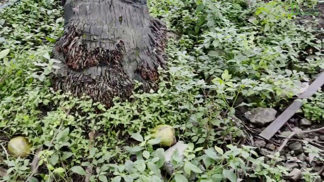 Coconut picker Stick Video