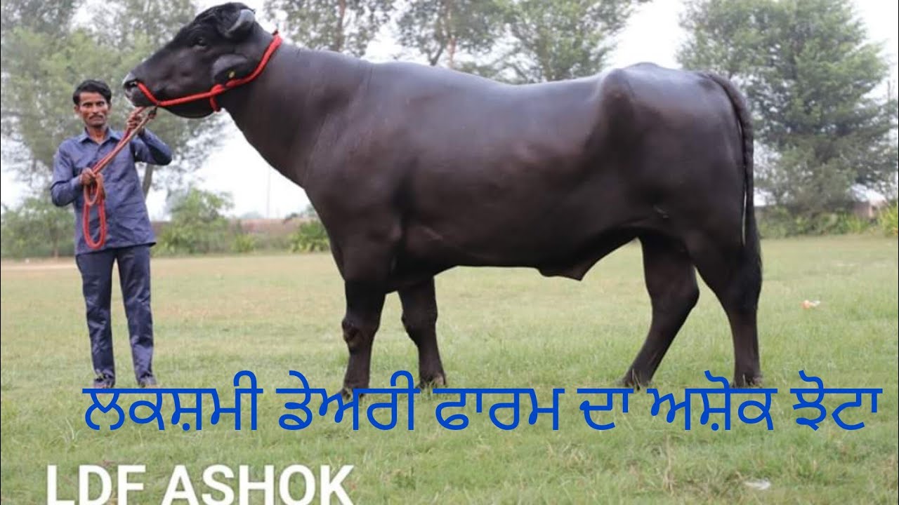 #Lakshmi Dairy Farm # LDF#Ashok Bull# ਲਕਸ਼ਮੀ ਡੇਅਰੀ ਫਾਰਮ ਦਾ ਅਸ਼ੋਕ ਝੋਟਾ