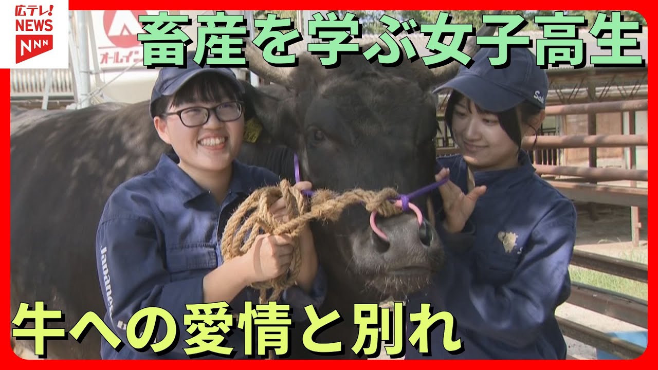 畜産を学ぶ高校生の青春日記  牛への愛情と別れ･･･　広島・庄原市