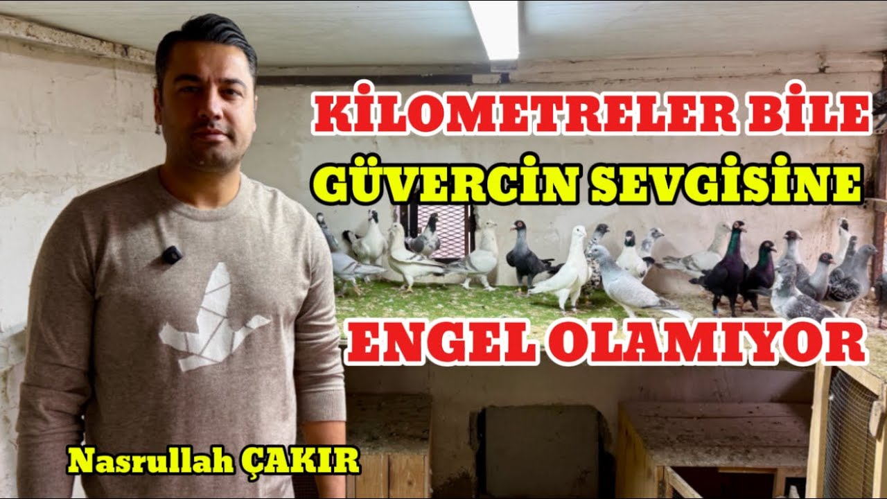 GÜVERCİNİN GÜZELİ BİTMİYOR Nasrullah ÇAKIR 