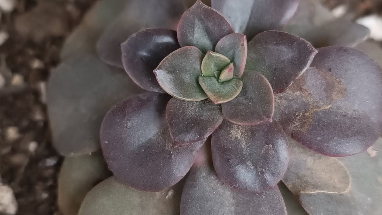 sukulent echeveria melaco bakımı ve echeveria Chroma arasındaki farklar #succulentcare #echeveria