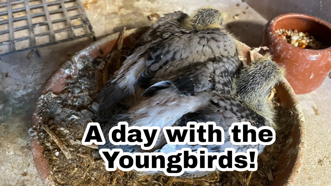 A day with the Youngbirds | Racing Pigeons | Breedingseason |