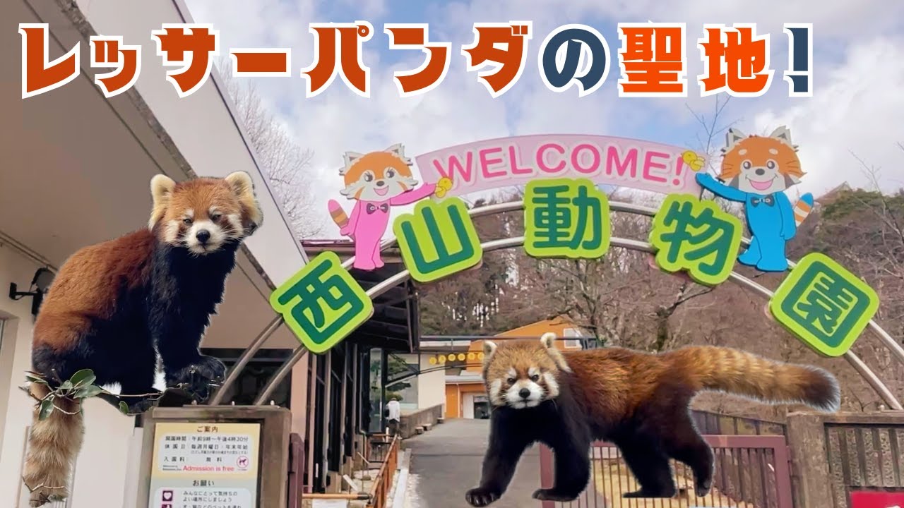 レッサーパンダの聖地巡礼・西山動物園