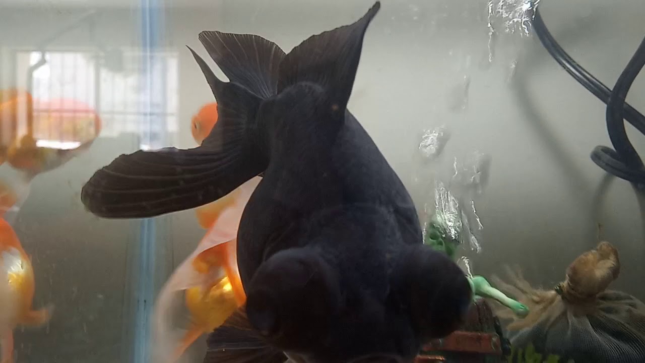 Pez Telescopio 🖤🐟