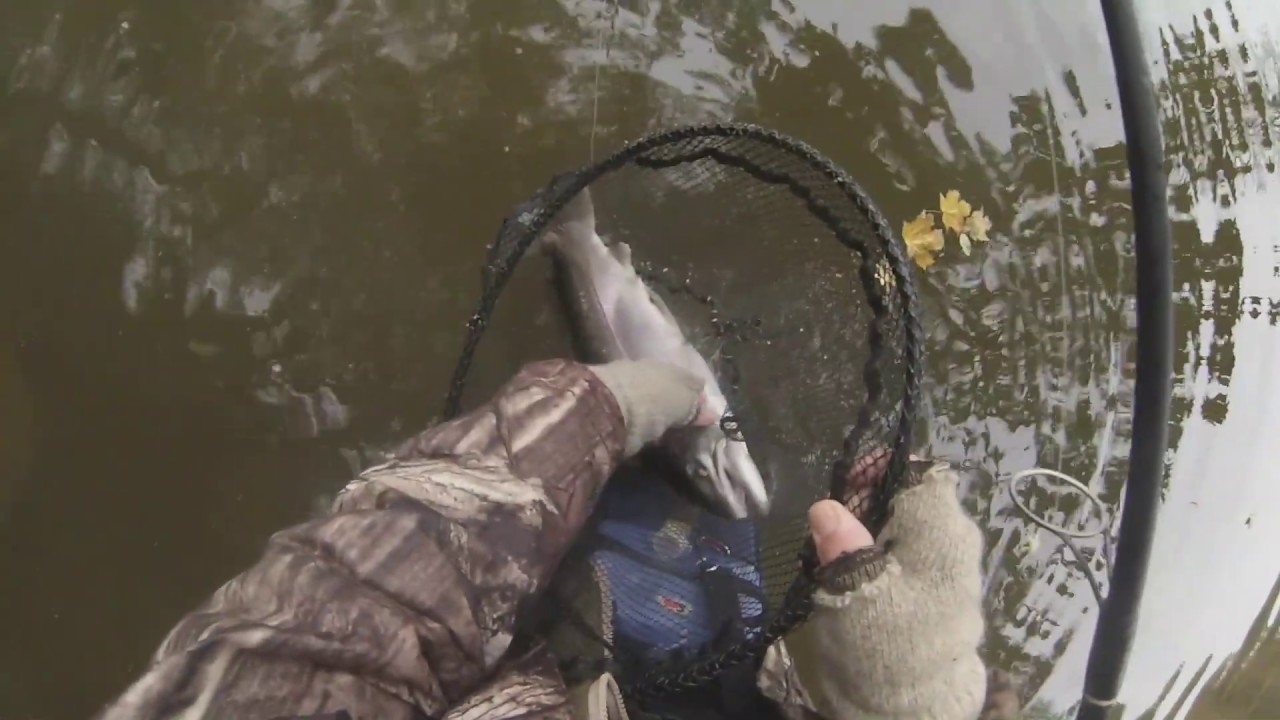Mudhole morning Erie steelhead fishing November