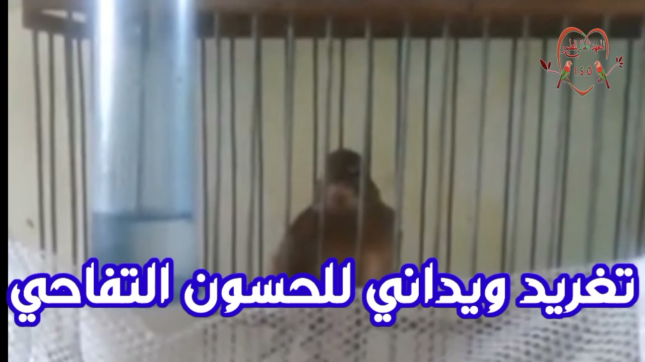 تغريد الحسون التفاحي بطريقة المقنين من تلقين المولوع المغربي سي الداودي