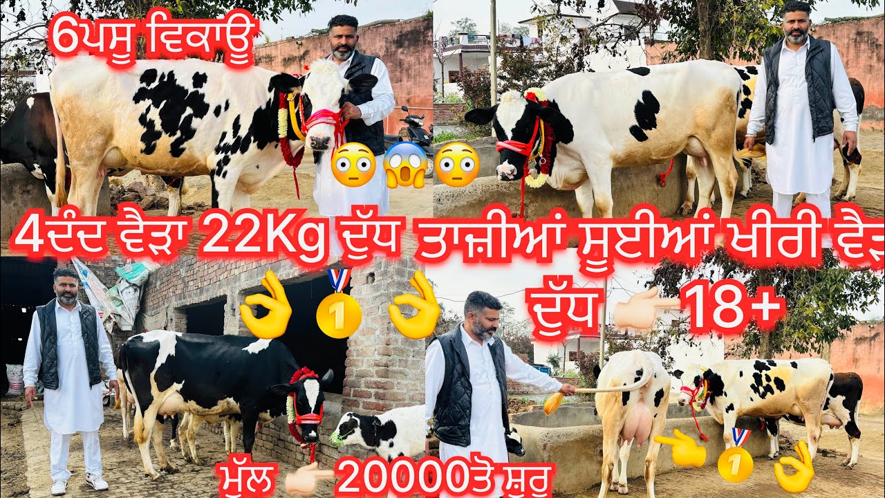 February 3, 2026📞 +91 82840 87033☎️ #ਤਾਜੀਆ_ਸੂਈਆ #hfcow #topquality ਦੁੱਧ 14ਤੋ25+ #sale #viralvideo 