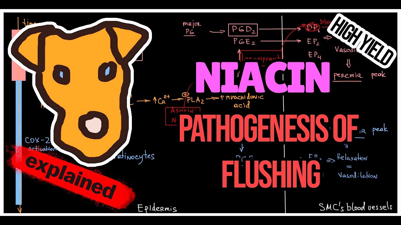 NIACIN Mechanism of Action. Side effect. Flushing Pathogenesis
