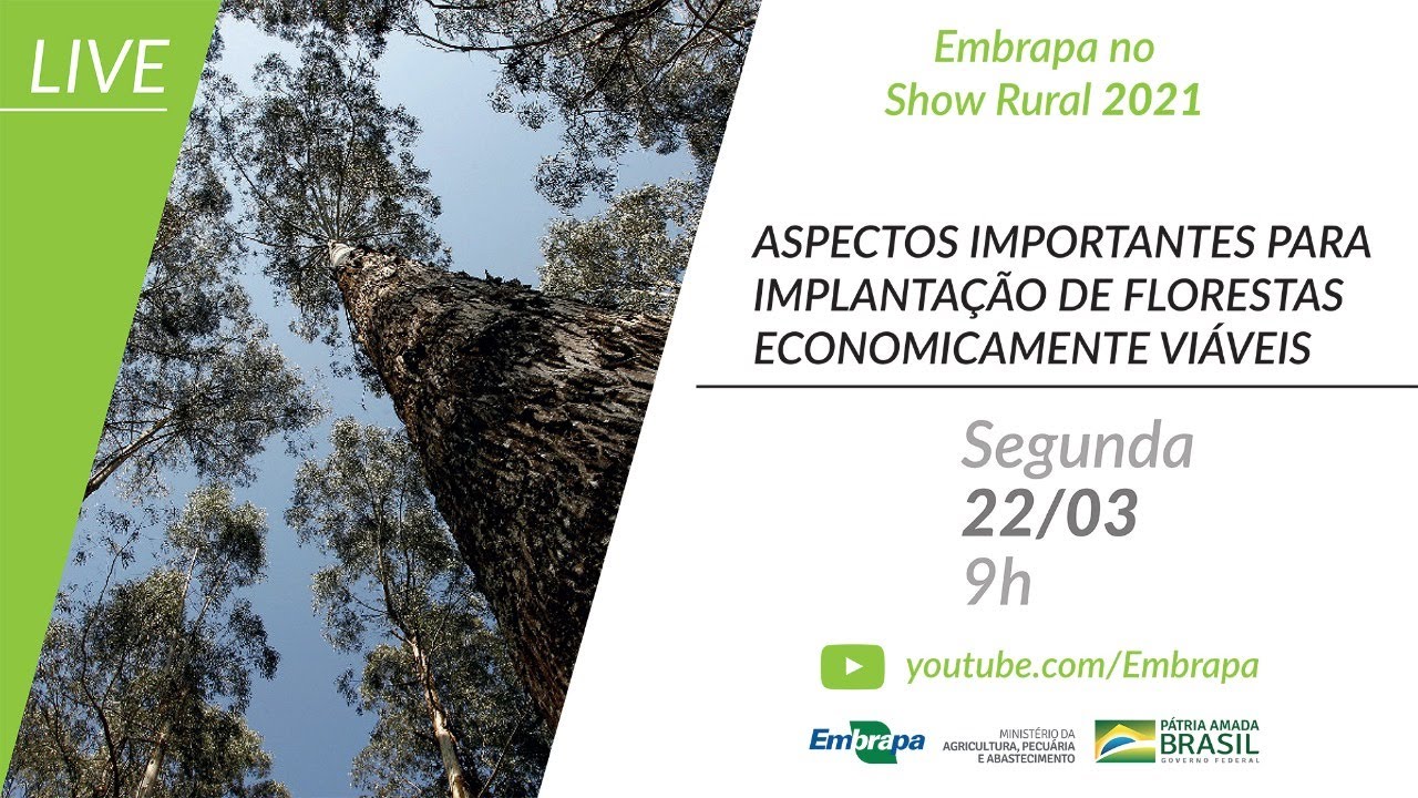 Aspectos importantes para implantação de florestas economicamente viáveis